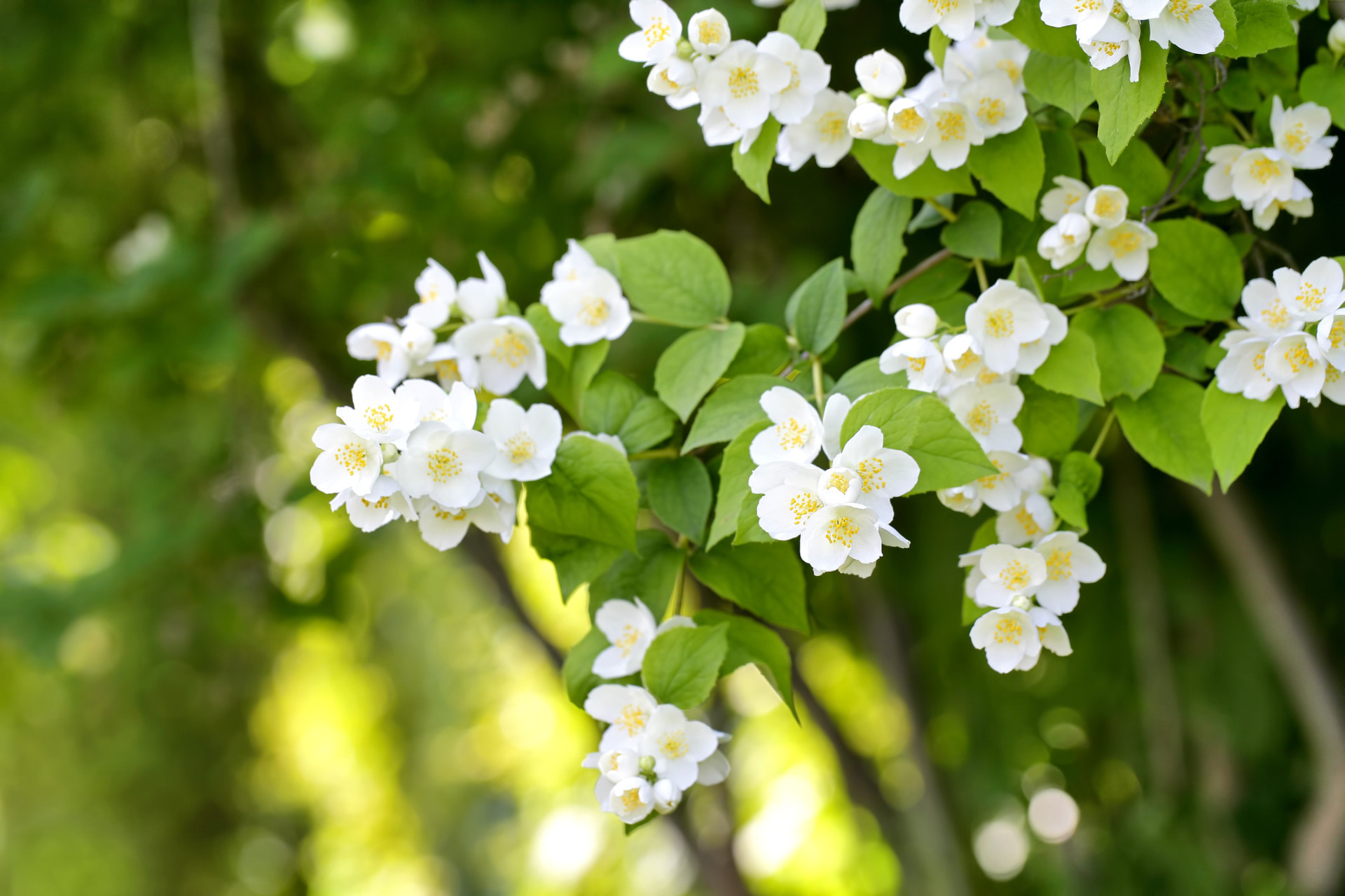 Descubra as origens e significados dos nomes das flores