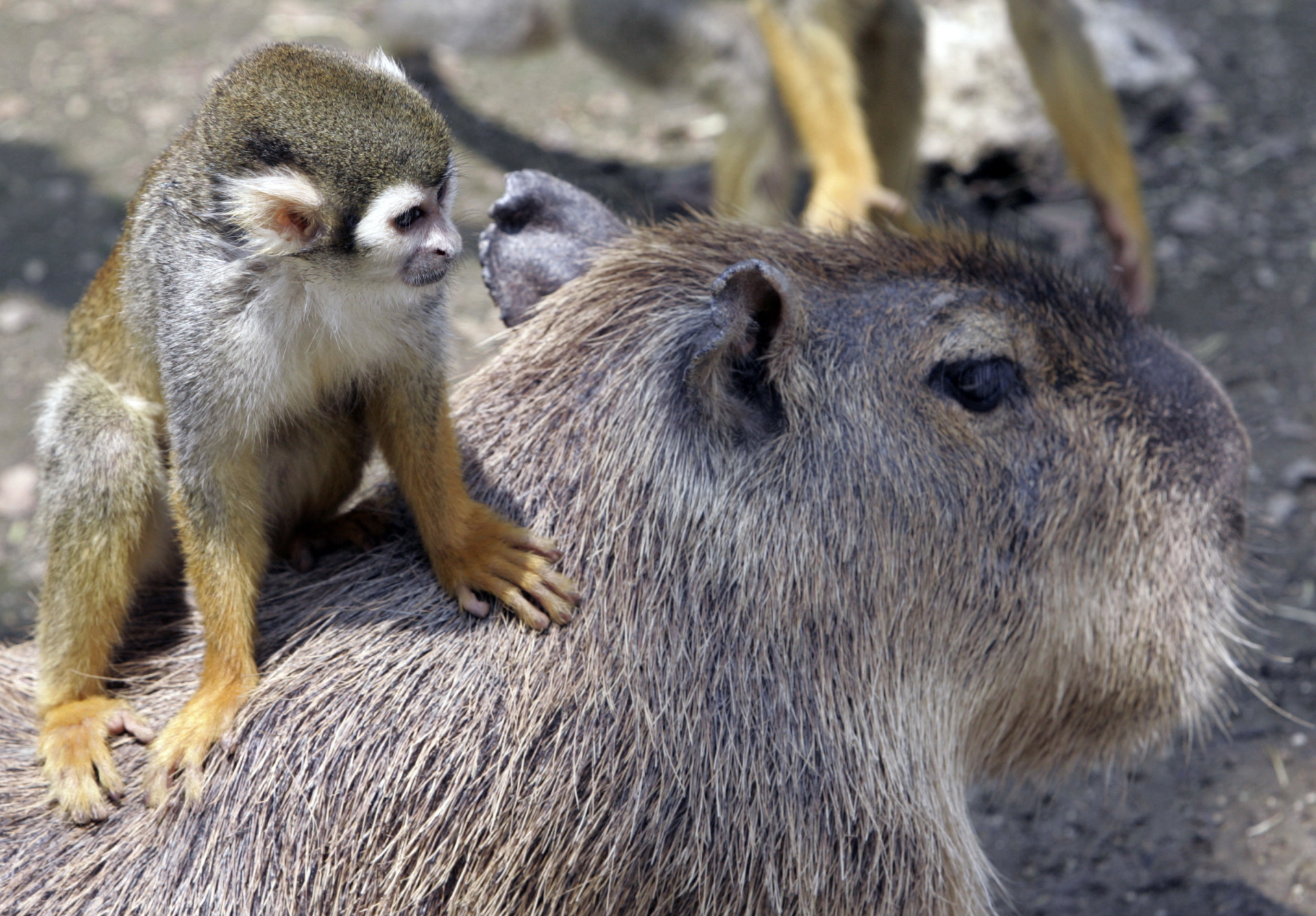 Dia do Amigo: as amizades mais inesperadas do reino animal