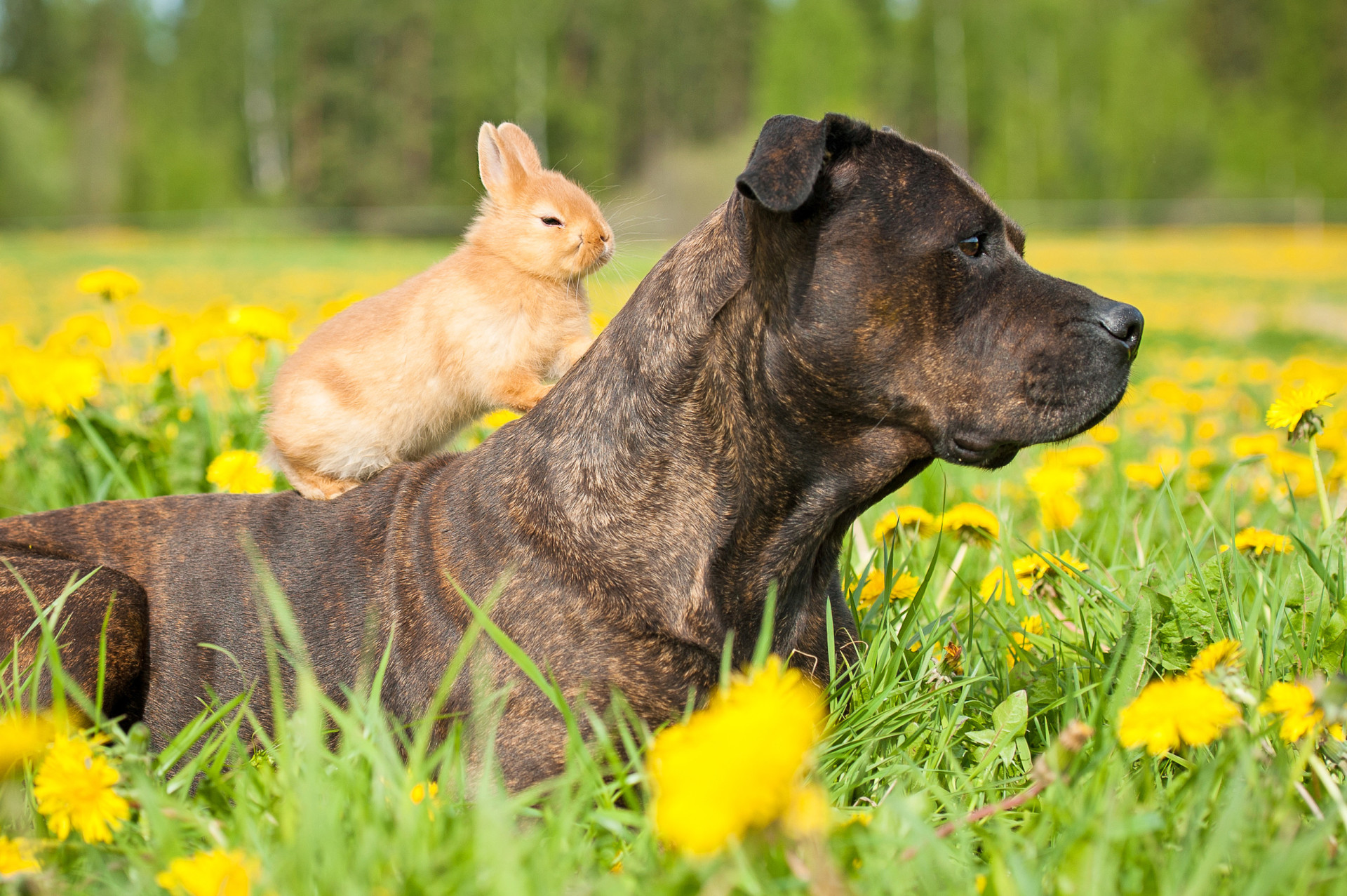 Dia do Amigo: as amizades mais inesperadas do reino animal