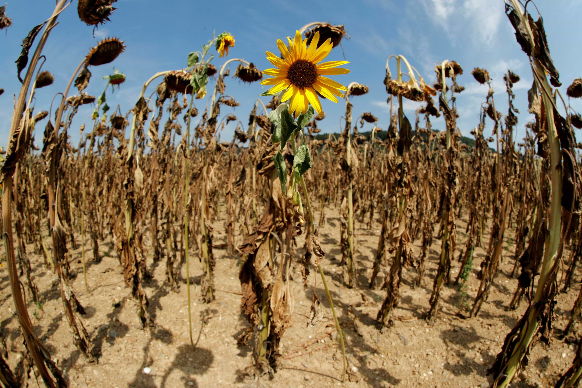Altas temperaturas: veja as imagens do nada glamuroso verão europeu