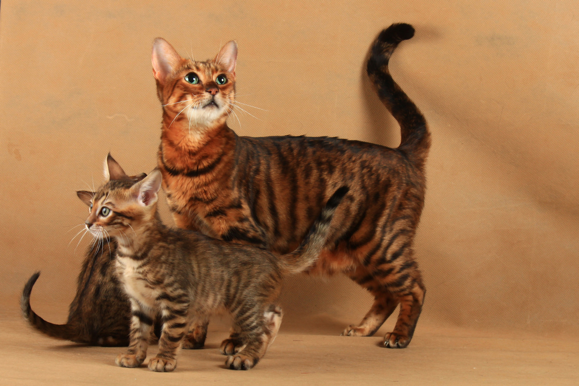 Gosta de gatos? Veja as melhores raças para se ter em casa