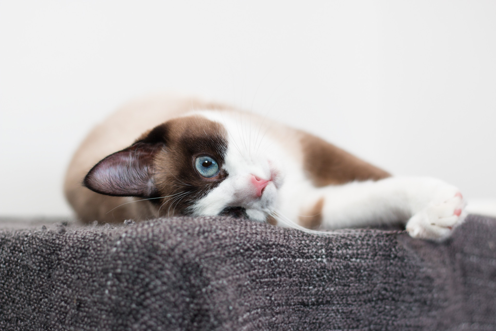 Gosta de gatos? Veja as melhores raças para se ter em casa