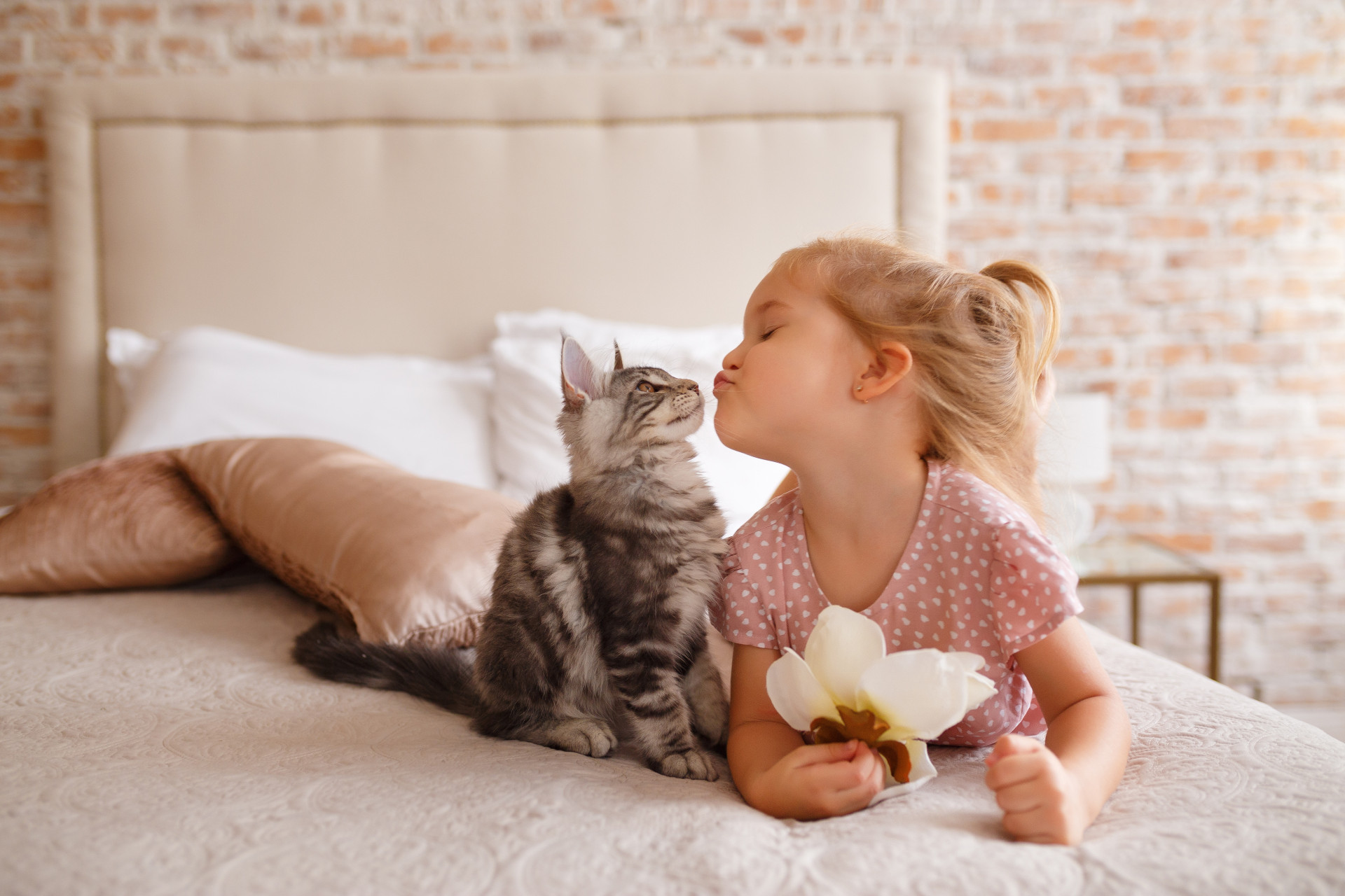 Gosta de gatos? Veja as melhores raças para se ter em casa