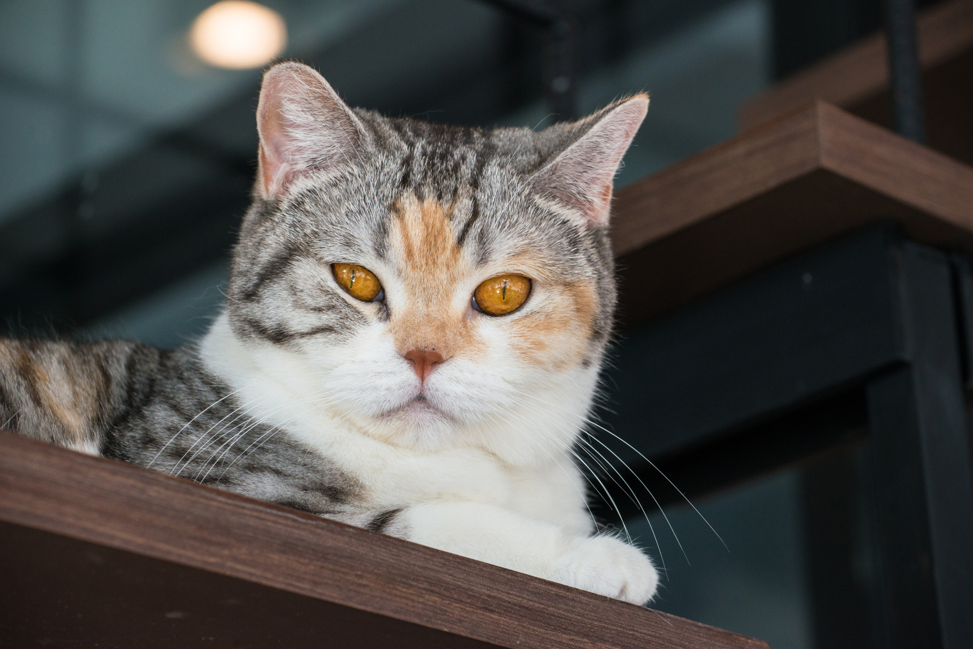 Gosta de gatos? Veja as melhores raças para se ter em casa