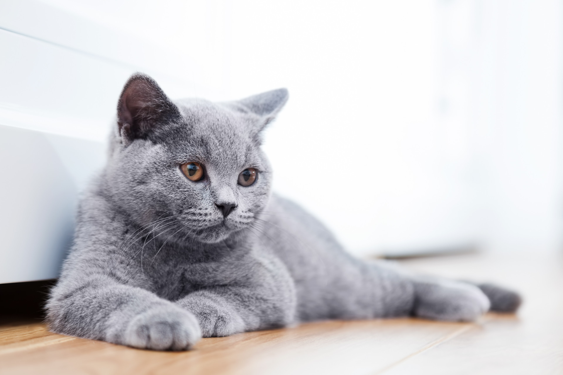 Gosta de gatos? Veja as melhores raças para se ter em casa
